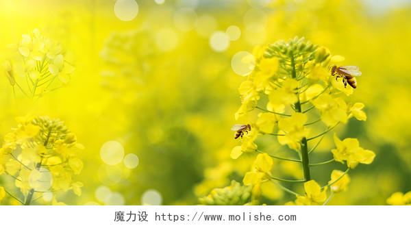黄色清新油菜花阳光光效蜜蜂油菜花背景春天油菜花